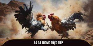 Đá Gà Thomo Trực Tiếp - Đấu Trường Kịch Tính Tại Hello88