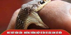 Mơ Thấy Rắn Cắn – Những Thông Điệp Bí Ẩn Và Các Con Số Hên