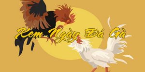 Coi Ngày Đá Gà Chuẩn Xác Để Tăng Tỷ Lệ Chiến Thắng