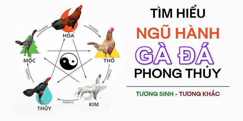 Coi ngày đá gà theo phong thủy