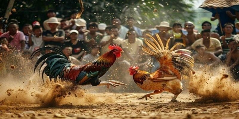 Những lý do giải thích cho việc coi ngày đá gà