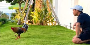 Top 5 Trận Gà Duyên Ti Mới Nhất Không Thể Bỏ Qua Tại hello88